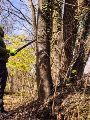 20251124_Ward8Woods-Stewards_AJP_9966